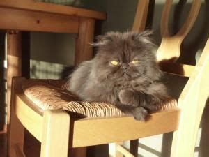Top of page add new shelter or rescue group. Adopt Lola on (With images) | Persian cat, Cats, Pets