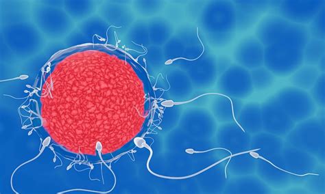 Premium Photo The Sperm Is Directed Egg To Do Human Mating Pre Fertilization Model Between An