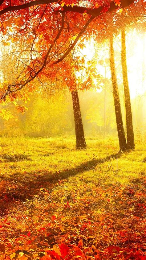 Wallpaper Beautiful Autumn Forest Trees Red Leaves Grass Sun Rays