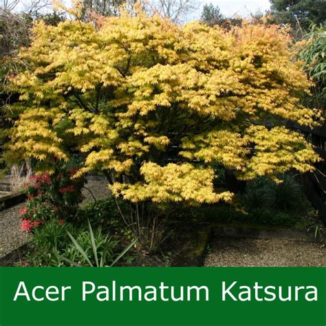 Buy Japanese Maple Tree Acer Palmatum Katsura Online From Uk Tree