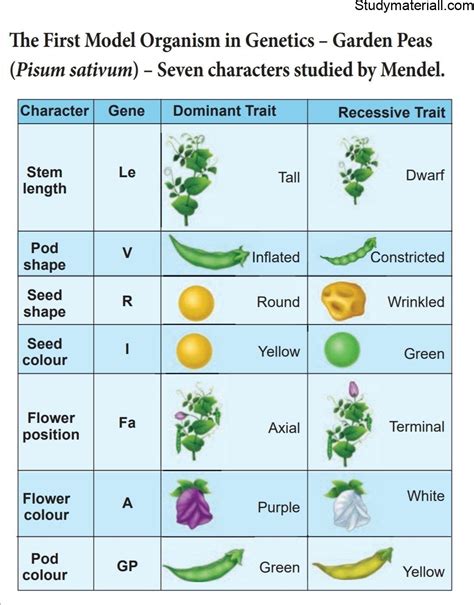 Mendels Experiments On Pea Plant Study Material