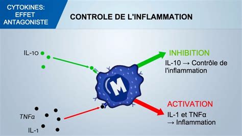 Le Système Immunitaire Et Limmunité Chez Le Porc Cytokines Articles