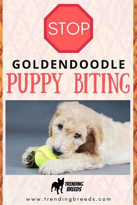 Before we dive in (speaking of shark teeth…), let's talk about some common puppy biting questions. How Do I Get My Goldendoodle Puppy To Stop Biting? Fast ...