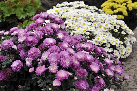 How To Grow And Care For Chrysanthemums Gardeners Path