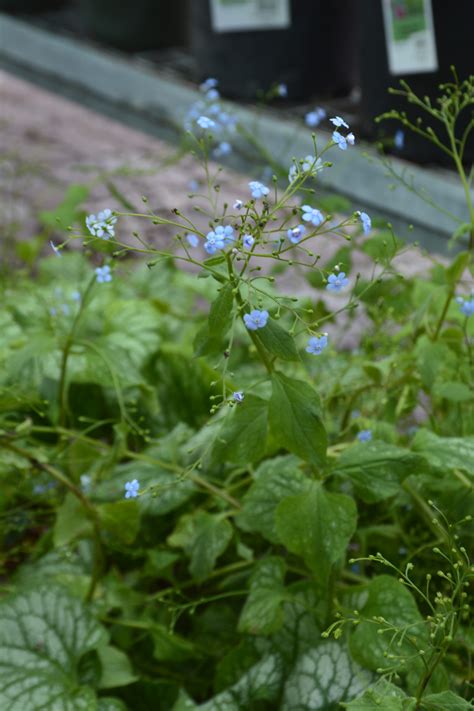 Jack Frost Brunnera Kiwi Nurseries Ltd