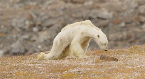 Watch This Video Of A Starving Polar Bear Will Rip Your Heart Out