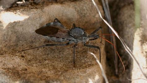 Assassin Bug Is Ready For War With Armor On Its Back Colorado Arts