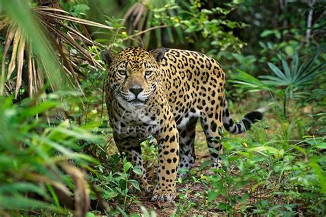 Big Cat Jaguar Panthera Onca In Rainforest Jungle