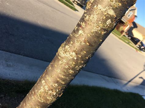 Sidewalk Tree Unveiled Syringa Reticulata Japanese Lilac Backyard Neophyte Landscaping Blog