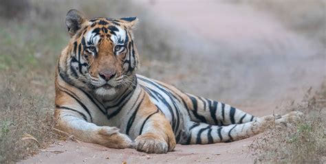 Best Tiger Safari In Bandhavgarh Bandhavgarh Tiger Safari Guide