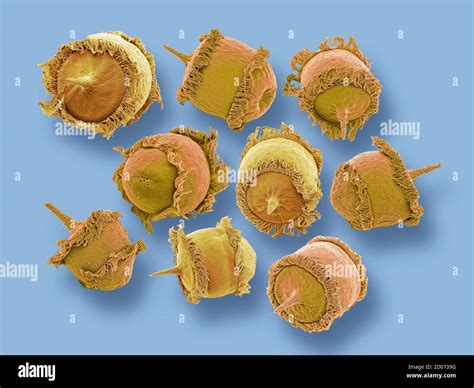 Didinium Sp Hi Res Stock Photography And Images Alamy