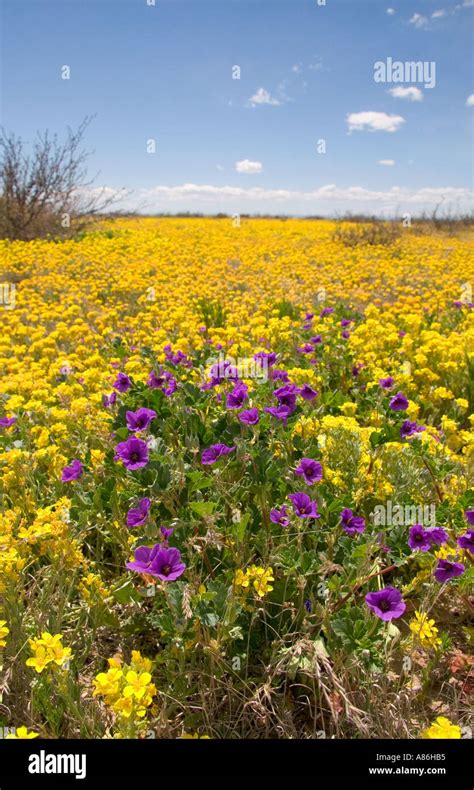 A Field Of Yellow And Purple Wild Flowers Near Artesia New Mexico Stock