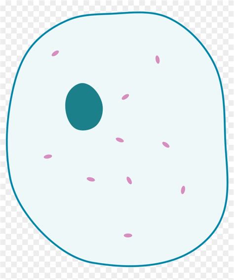 Mitosis Diagram Without Labels For Kids Simple Animal Cell Unlabelled