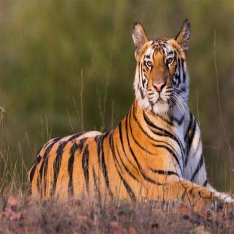Ups Ranipur Tiger Reserve Becomes 53rd Tiger Reserve Of India Sakshi