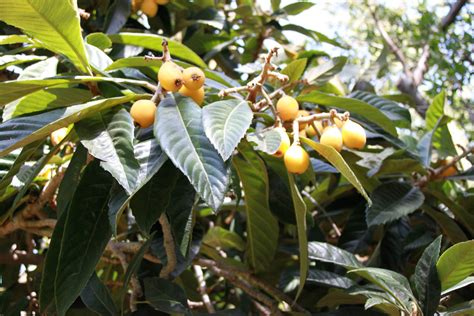Loquat Tree The Domestic Front Flickr
