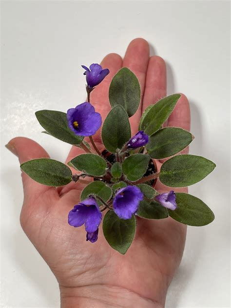 Micro Mini African Violet Vallarta Campanas Moradas In 2022 African