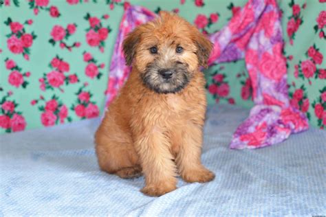 We did not find results for: Dennis - Soft Coated Wheaten Terrier Puppy For Sale in Ohio