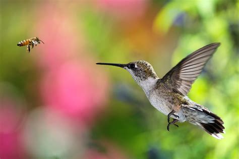 You Should Think Of Hummingbirds As Bees With Feathers The New York Times
