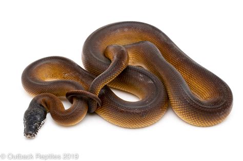 White Lipped Python Female Outback Reptiles