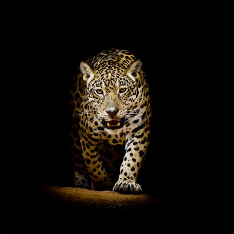 Leopard 4k Black Background Hd Animals 4k Wallpapers