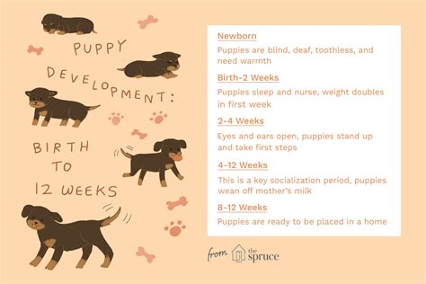The Stages Of Puppyhood Explained