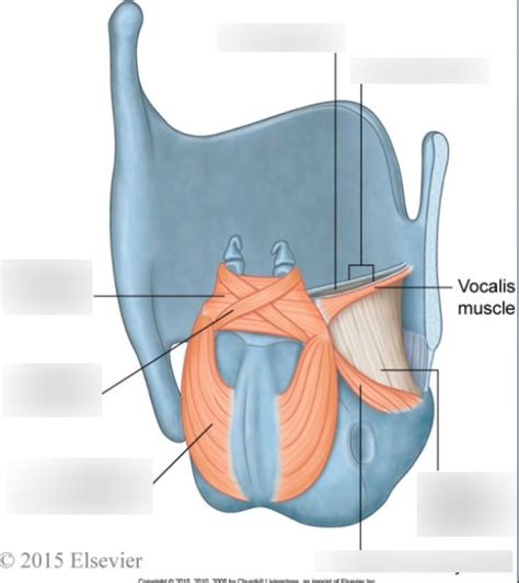 Intrinsic Muscles Of Larynx Diagram Quizlet