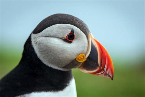 Puffins Large Beak Helps Them Stay Cool