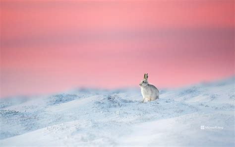 Mountain Hare In Derbyshire England Bing Wallpapers Sonu Rai