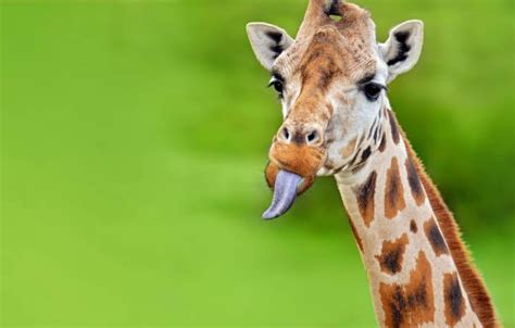 Giraffe Stock Pictures Royalty Free Photos And Images Getty Images