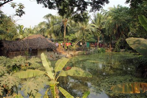 Bengali Village Stock Photo Image Of Delta Cultivation 95029800