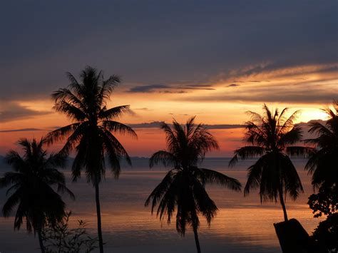 1366x768 Wallpaper Silhouette Of Palm Trees During Golden Hour Peakpx