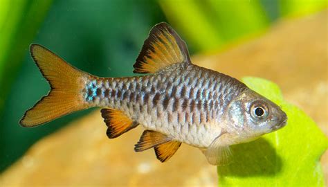20 Different Types Of Barb Fish With Pictures You Should Know About