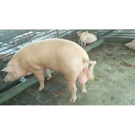 Male Boar Pig At Rs 13500unit In Lucknow Id 15718789130