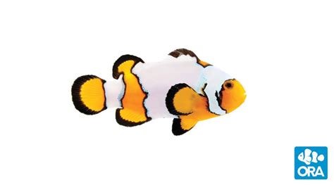 Premium Snowflake Clownfish Amphiprion Ocellaris Ora Oceans