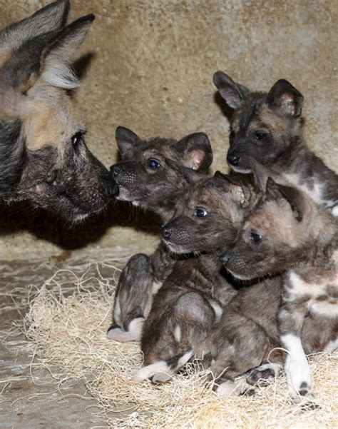 Ten 10 African Wild Dog Puppies Born At Brookfield Zoo Zooborns