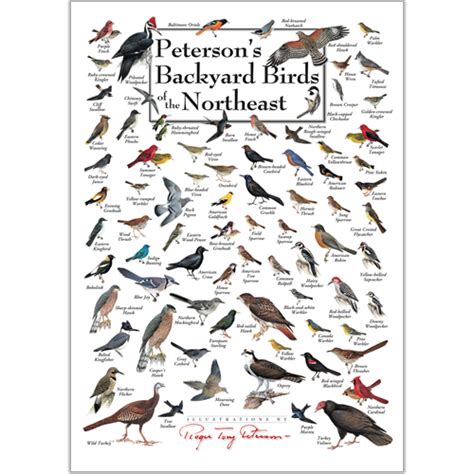 Peterson Backyard Birds Posters