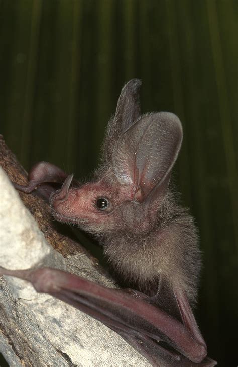 California Leaf Nosed Bat Photograph By John Mitchell Fine Art America