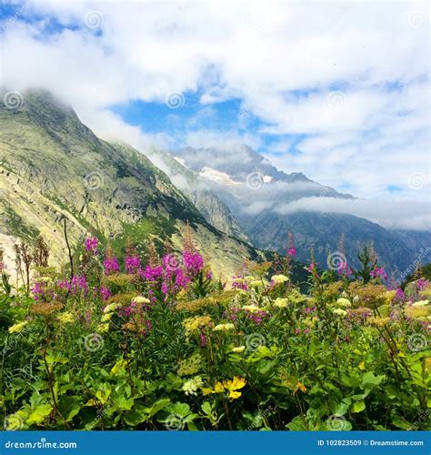 Flowers In Swiss Alps Stock Image Image Of Alps Foreground 102823509