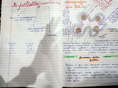 Class Biology Morphology Of Flowering Plants Handwritten Notes For