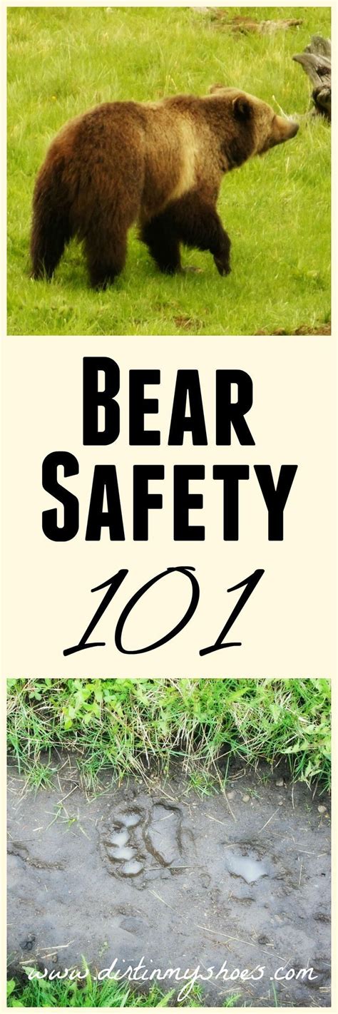 Bear Safety 101 Preventing An Encounter Bear Safety Camping And