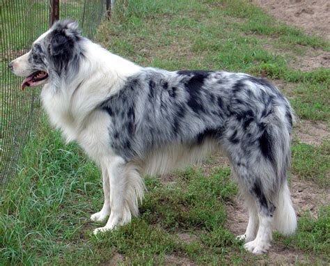 Blue Merle Border Collie A Color Variation Of The Border Collie A