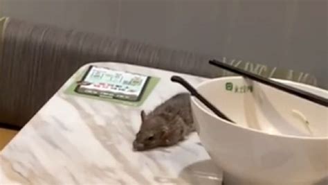 Woman Shocked As Dead Rat Falls Onto Her Table From Restaurant Ceiling World News Mirror Online