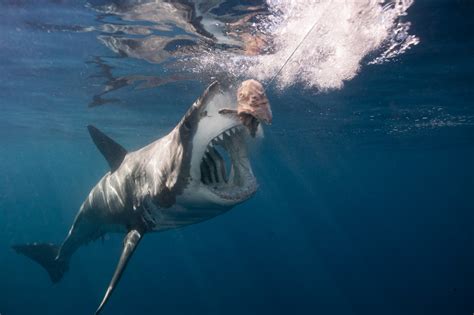 A great big world featuring futuristic. Biggest great white shark ever? Pictures show monster ...