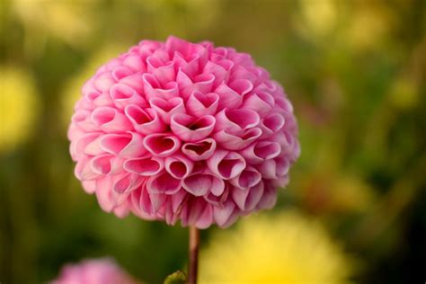 Beautiful Bloom Blooming Blossom Blur Bright Close Up Color Dahlia