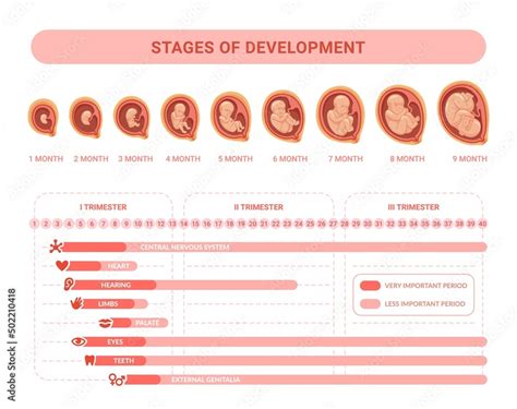 Embryonic Development Stages Prenatal Growth Healthy Fetus Fetal