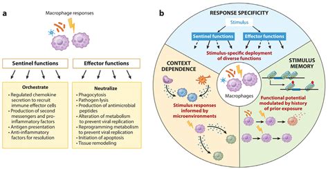 Functional Characteristics Of Macrophages A As A Response