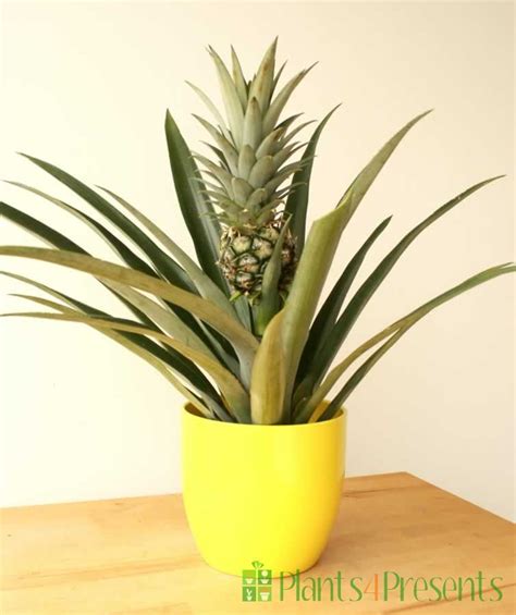 Make sure the leaves are kept clean by periodically washing them. Pineapple Plant in fruit in 2020 | Pineapple planting, Indoor fruit trees, Growing fruit trees
