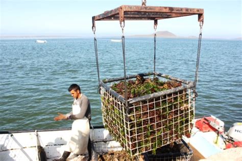 Deja San Quintín Importante Derrama Económica Por Pesca Infobaja De Bc