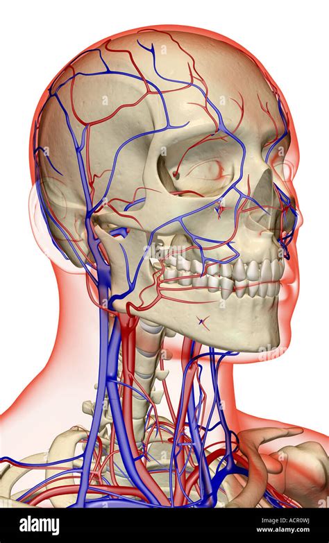 The Blood Supply Of The Head Neck And Face Stock Photo 13212269 Alamy