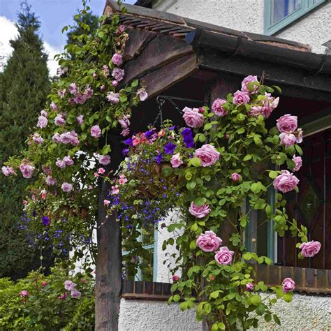 9 Vibrant Climbing Roses To Add To Your Garden Climbing